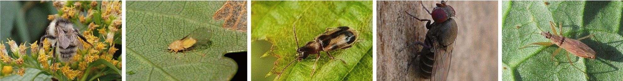 41598_2024_68502_Fig1_HTML_2