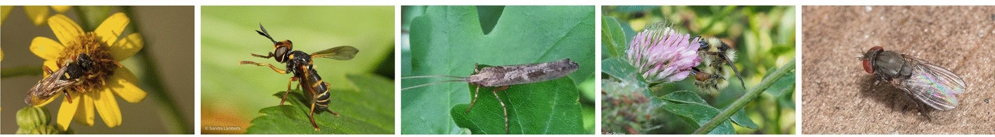 41598_2024_68502_Fig1_HTML_3