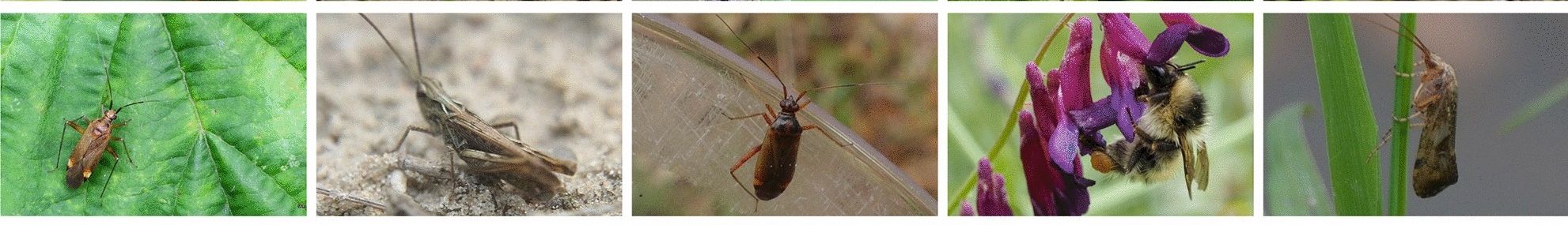 41598_2024_68502_Fig1_HTML_4