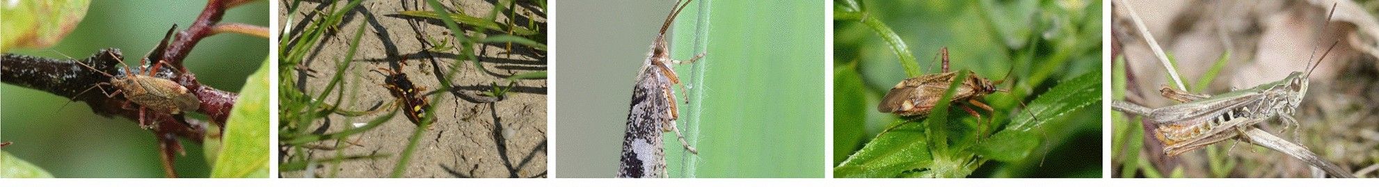 41598_2024_68502_Fig1_HTML_5