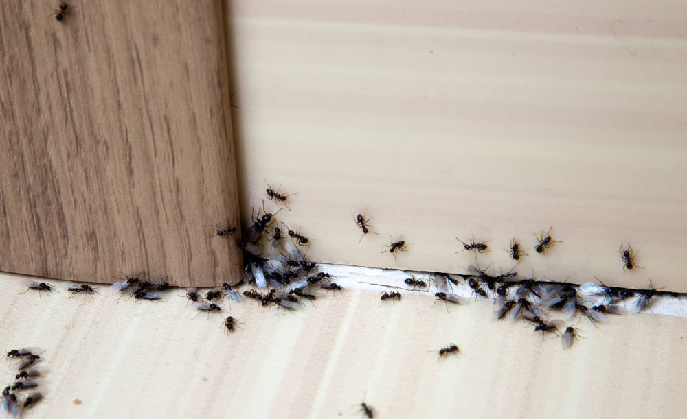7-steps-to-getting-rid-of-ants-inside-your-house