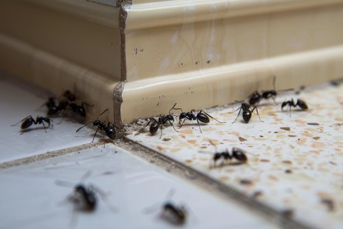Capturing the menace of an ant gathering at the joint between cream wall and patterned floor tiles