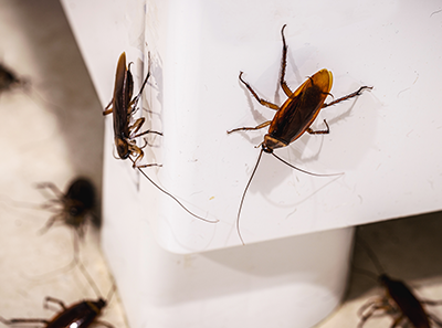 DIY-Cockroach-Prevention-Guide