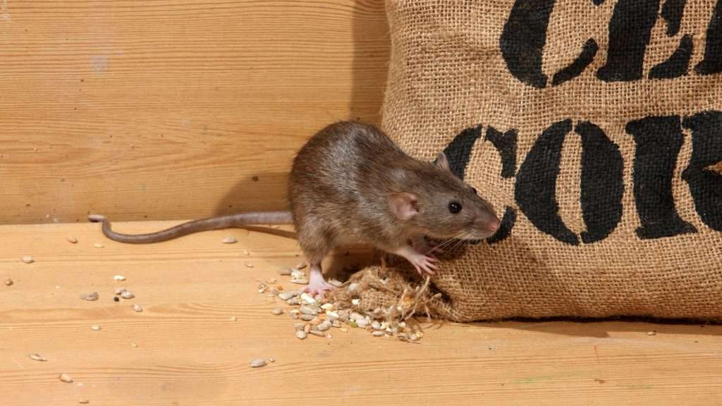 icy-gutters-1024x576